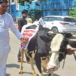 BJP Amdarane Thet Vidhan Bhavanlach Anali Cow;  Pudhe ase kahi ghadle ki fujitich jhali