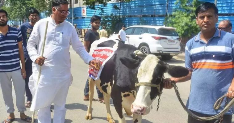BJP Amdarane Thet Vidhan Bhavanlach Anali Cow;  Pudhe ase kahi ghadle ki fujitich jhali