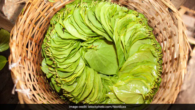 Betel Leaf Water Benefits: पान के पत्तों का पानी पीने के 5 जबरदस्त फायदे, कई रोगों के इलाज में मददगार