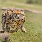 Cheetah: Cheetah was a means of showing prestige and bravery for the Mughal rulers, there was a Cheetah in Fatehpur Sikri