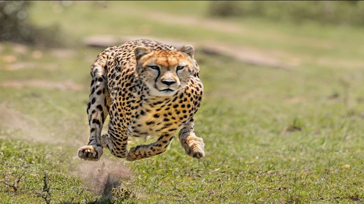Cheetah: Cheetah was a means of showing prestige and bravery for the Mughal rulers, there was a Cheetah in Fatehpur Sikri