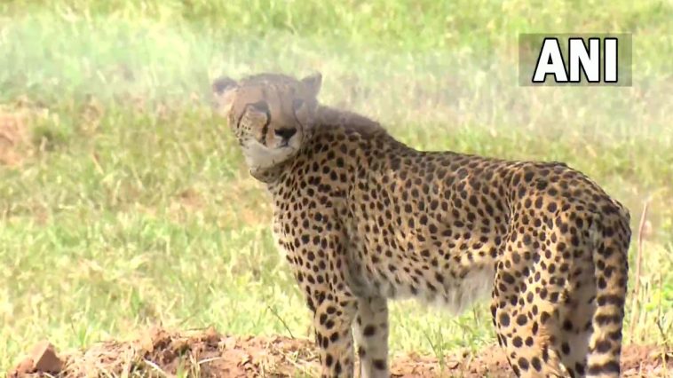 Cheetah in India |  Then the 'Cheetah-era' started, PM Modi left cheetahs in Kuno National Park, also took a photo himself.  Navabharat