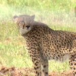 Cheetahs |  Why can't cheetahs live in the dense forest of Vidarbha?  What do wildlife lovers say?  Navabharat