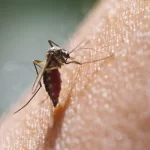 Chikungunya Fever: इन घरेलू उपायों को अपनाकर चिकनगुनिया से पाएं राहत, यहां जानें लक्षण