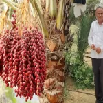 Dates shine the luck of 10th pass farmer, now earning lakhs from organic farming