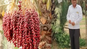 Dates shine the luck of 10th pass farmer, now earning lakhs from organic farming