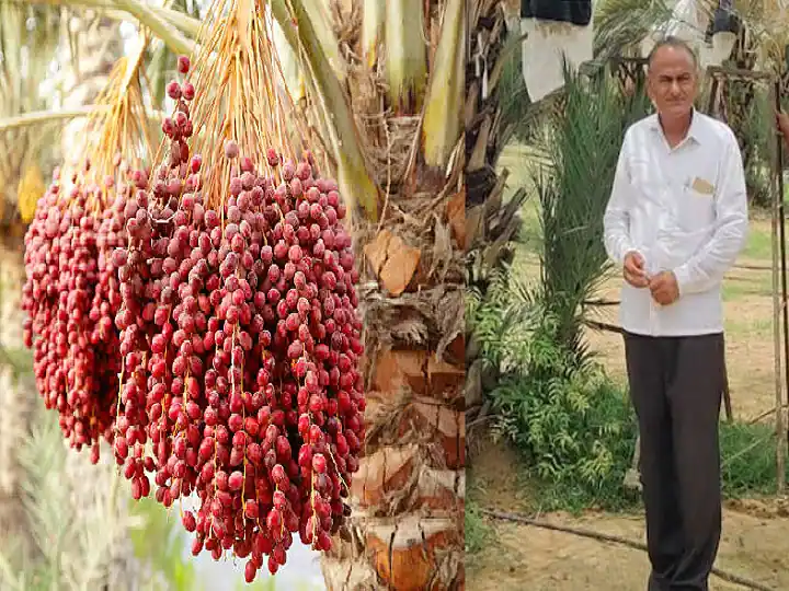 Dates shine the luck of 10th pass farmer, now earning lakhs from organic farming