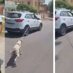 Dog Cruelty |  Rajasthan: Doctor became a Haiwan, dragged the dog from a moving car, this video will make hair stand up.  Navabharat
