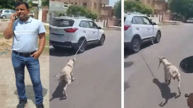 Dog Cruelty |  Rajasthan: Doctor became a Haiwan, dragged the dog from a moving car, this video will make hair stand up.  Navabharat
