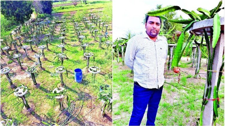 Dragon Fruit: Software engineer grew dragon fruit during work from home, now earning lakhs of rupees