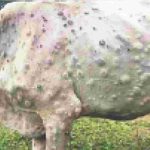 Lumpy Disease |  Lumpy virus entry in the district, symptoms found in 7 animals, village and area declared as disrupted area.  Navabharat