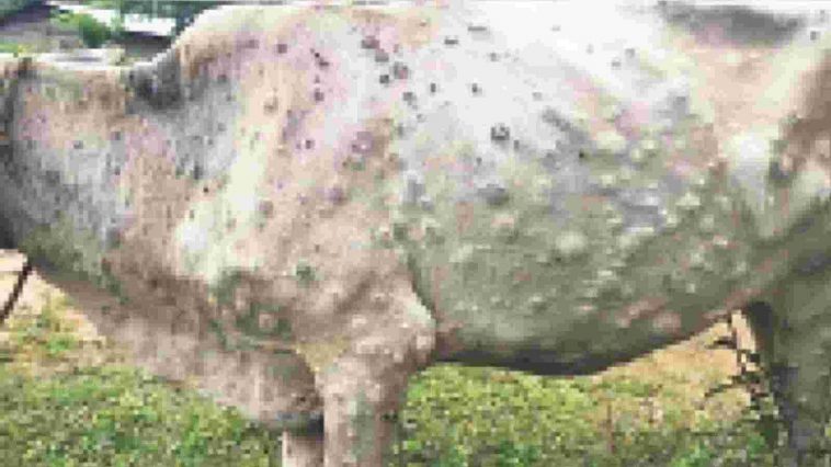 Lumpy Disease |  Lumpy virus entry in the district, symptoms found in 7 animals, village and area declared as disrupted area.  Navabharat