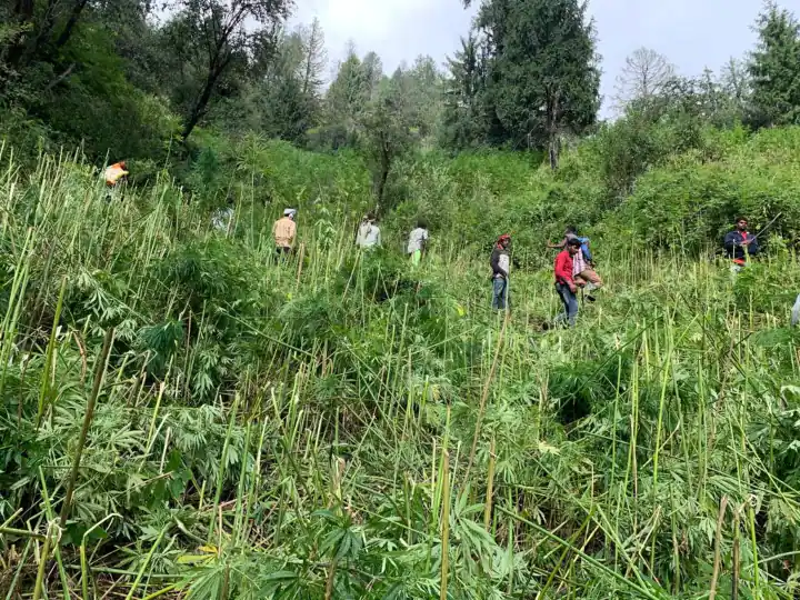 Narcotics Department caught cannabis cultivation in 23 villages of Kullu with the help of GPS and Drone