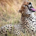 Neither the thunderbolt nor the roar of the lion;  Chittyancha voice of lonely?  Paha VIDEO