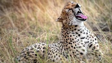 Neither the thunderbolt nor the roar of the lion;  Chittyancha voice of lonely?  Paha VIDEO
