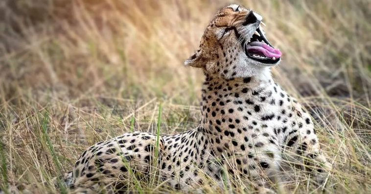 Neither the thunderbolt nor the roar of the lion;  Chittyancha voice of lonely?  Paha VIDEO