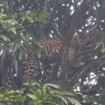 शिकार करने के चक्कर में खुद ही अपने जाल में फंस गया तेंदुआ, देखें Video