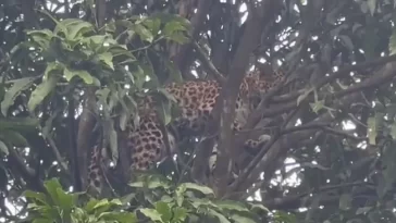 शिकार करने के चक्कर में खुद ही अपने जाल में फंस गया तेंदुआ, देखें Video