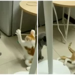 The little cat clashed with the big cat... got a strong punishment for the mistake