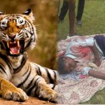 ,  Tiger attacked the shepherd, the shepherd injured.  Navabharat