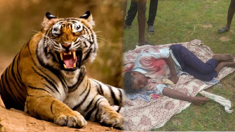 ,  Tiger attacked the shepherd, the shepherd injured.  Navabharat