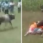 Unconditional Love |  Selfless love: The calf cried after the death of the owner, the villagers performed the last rites from him - watch video |  Navabharat