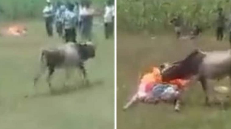 Unconditional Love |  Selfless love: The calf cried after the death of the owner, the villagers performed the last rites from him - watch video |  Navabharat