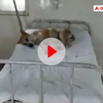 Watch: Video of dog lying on hospital bed goes viral, Congress tightens its taunt - not the patient...