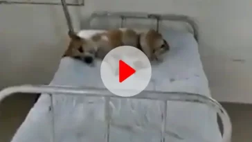 Watch: Video of dog lying on hospital bed goes viral, Congress tightens its taunt - not the patient...