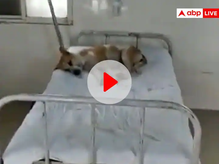 Watch: Video of dog lying on hospital bed goes viral, Congress tightens its taunt - not the patient...
