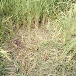 Wild Boar Terror |  Farmers upset due to terror of wild boar, loss of paddy crop  Navabharat
