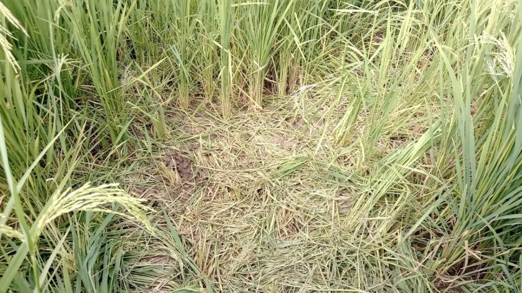 Wild Boar Terror |  Farmers upset due to terror of wild boar, loss of paddy crop  Navabharat